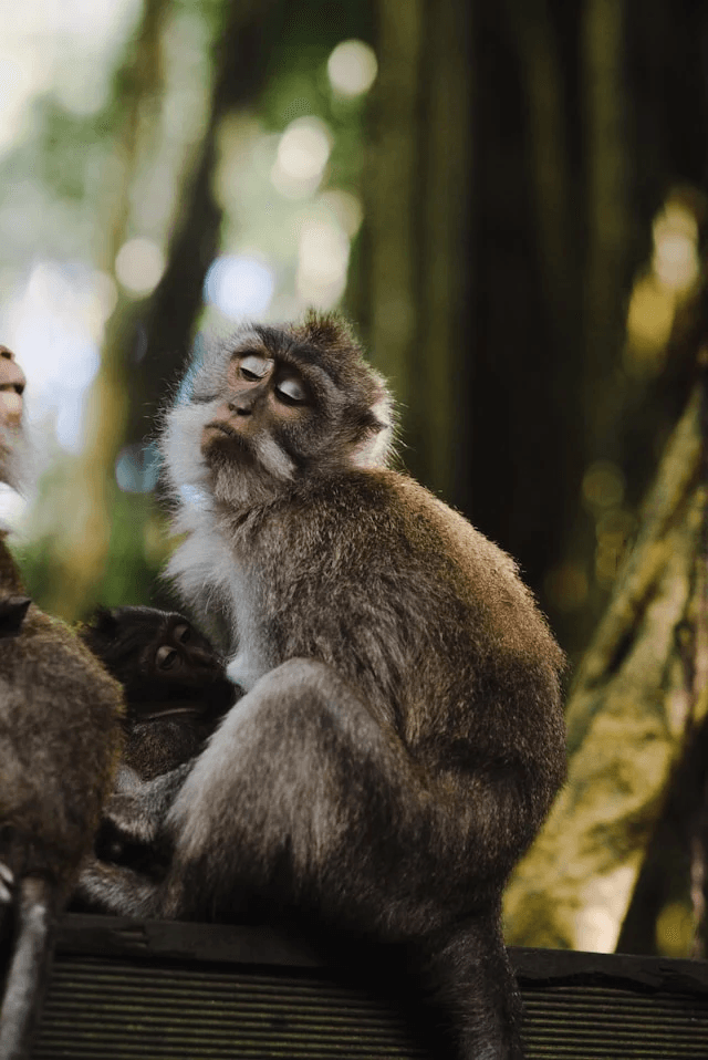 Picture of a monkey