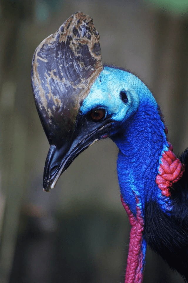 Picture of a bird
